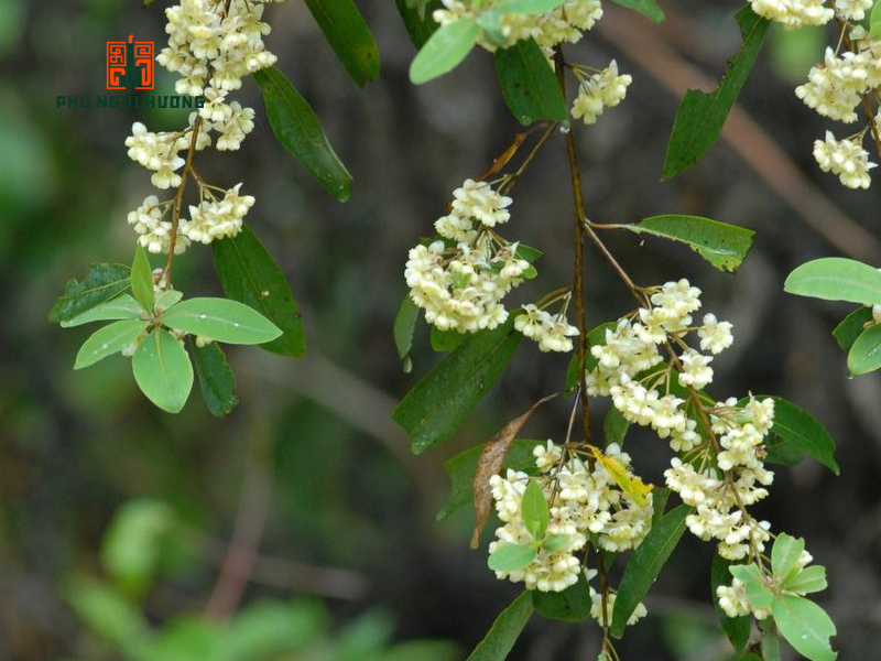 Bời Lời