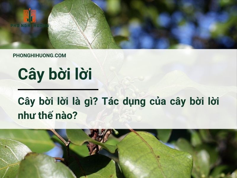 Cây Bời Lời Là Gì