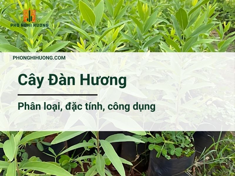 đàn Hương