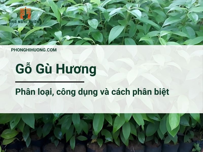 Gỗ Gù Hương