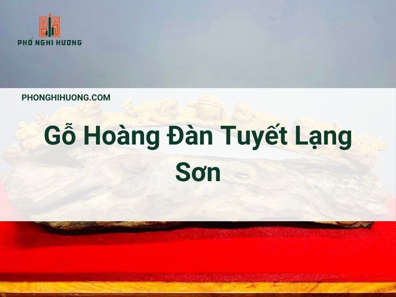 Hoàng đàn Tuyết Lạng Sơn